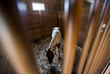 Horse grazing in stall, Mendon, New York, USA