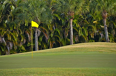 Palm trees growing by golf course, Palm Beach, Florida, USA