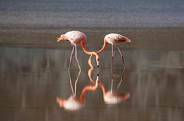 Flamingoes reflecting in still lake