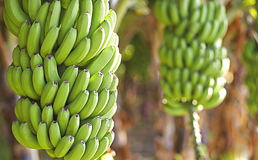 Close up of bananas growing on tree, San Juan de la Rambla, Tenerife Canary Islands, Spain