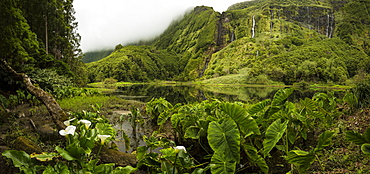 Still river in lush remote landscape, Faja Grande, Flores, Portugal