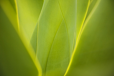 Close up of green leaves growing on plant, Agave plant, Flores, Portugal