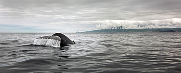 Whale tail splashing in ocean water, Horta, Faial, Portugal