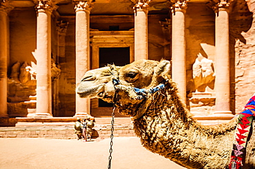 Camel wearing harness by ancient building, Petra, Jordan, jordan, Petra, Jordan, Jordan