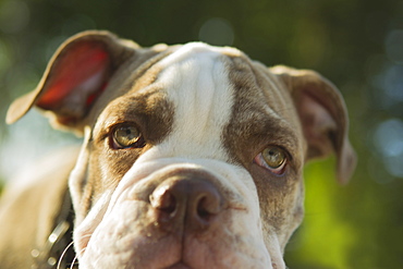 Close up of Olde English Bulldog puppy, Edmonds, Washington, USA