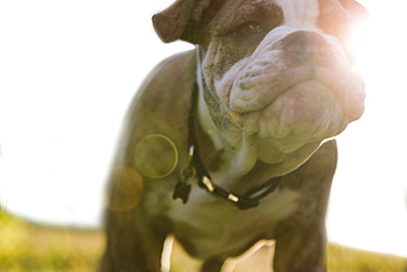 Close up of Olde English Bulldog puppy, Edmonds, Washington, USA