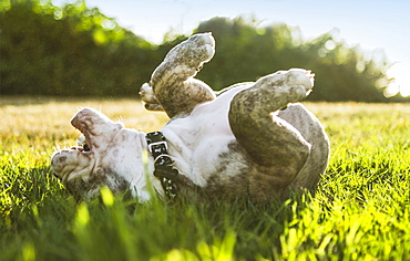 Olde English Bulldog puppy rolling in field, Edmonds, Washington, USA