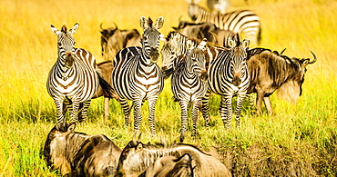 Zebras and wildebeest standing in grass, Kenya, Africa