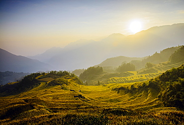 Rice fields in rural landscape, Lishui, Zhejiang, China