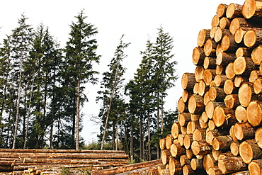 Stacked logs, freshly logged spruce, hemlock and fir trees, Pacific County, Washington, United States