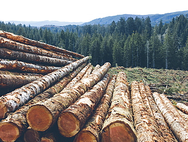 Stacked logs, freshly logged spruce and fir in the Pacific Northwest, forest in distance, Pacific County, Washington, United States