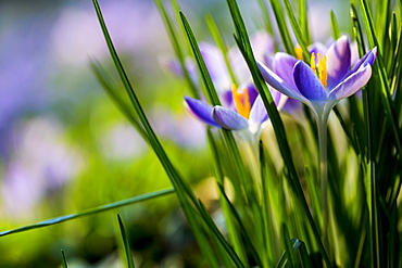 Close up of pale purple crocuses with bright yellow stamens and green grass-like leaves, Oxfordshire, England