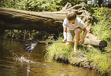 A boy kneeling by the river bank, leaning over and using a small fishing net, Hampshire, England