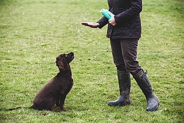 Person standing outdoors, giving hand command to Brown Spaniel dog, Oxfordshire, England