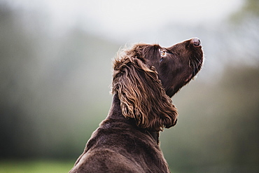 Rear view of Brown Spaniel dog sitting in a field, looking sideways, Oxfordshire, England