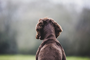 Rear view of Brown Spaniel dog sitting in a field, Oxfordshire, England