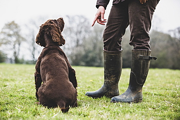 A dog trainer standing outdoors, giving hand command to Brown Spaniel dog, Oxfordshire, England