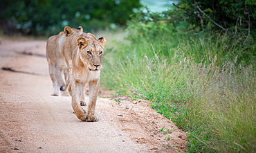 A lioness, Panthera leo, walks towards the camera on a sand road, looking out of frame, front leg raised, Londolozi Game Reserve, Sabi Sands, Greater Kruger National Park, South Africa