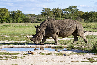 A white rhino, Ceratotherium simum, walks passed a waterhol, Londolozi Game Reserve, Sabi Sands, Greater Kruger National Park, South Africa