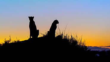 A silhouette of two cheetah, Acinonyx jubatus, as they sit on a termite mound at sunset, Londolozi Game Reserve, Sabi Sands, Greater Kruger National Park, South Africa