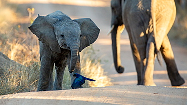 An elephant calf, Loxodonta africana, walks with its ears out and its mother in the background, Londolozi Game Reserve, Sabi Sands, Greater Kruger National Park, South Africa