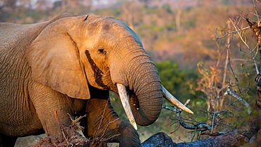 An elephant, Loxodonta africana, brings its trunk to its mouth as it eats, with temporal gland secretion, Londolozi Game Reserve, Sabi Sands, Greater Kruger National Park, South Africa