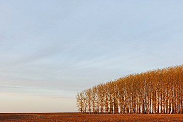 Stand of commercially grown poplar trees, Whitman County, Washington, USA