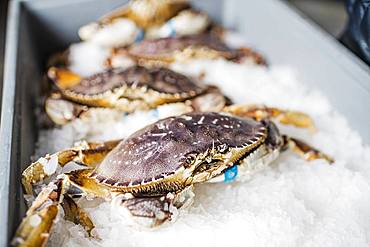 Group of fresh caught crab shellfish on ice at a fish market