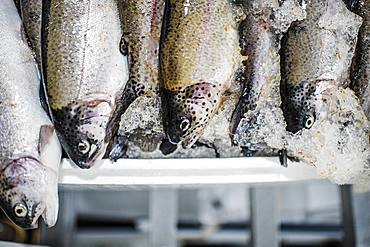 Fresh caught fish for sale on a fish market stall