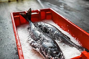 Two fresh fish on a fish market stall on ice