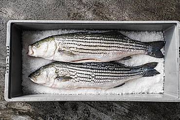 Two fresh fish on a fish market stall on ice