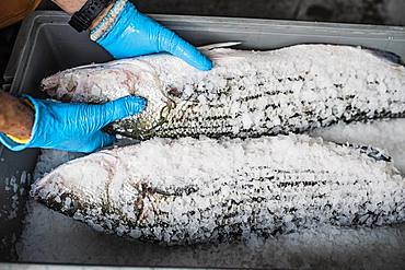 Two fresh fish on a fish market stall covered in ice and salt