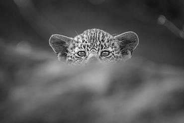 A leopard cub, Panthera pardus, peaks over a log, direct gaze, in black and white, Londolozi Game Reserve, Kruger National Park, Sabi Sands, South Africa