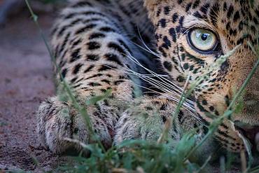 Half a leopard's face, Panthera pardus, as it crouches low to the ground, yellow green eye, direct gaze, Londolozi Game Reserve, Kruger National Park, Sabi Sands, South Africa