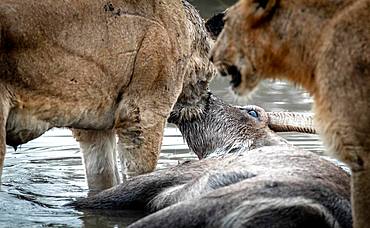 A pride of lions, Panthera leo, stand in water with their male water buck kill, Kobus ellipsiprymnus, which lies in the water, Londolozi Game Reserve, Kruger National Park, Sabi Sands, South Africa