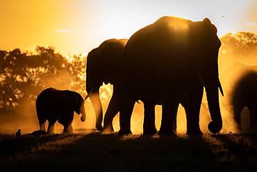 Silhouettes of African elephants, Loxodonta africana, against orange yellow background, Londolozi Game Reserve, Kruger National Park, Sabi Sands, South Africa