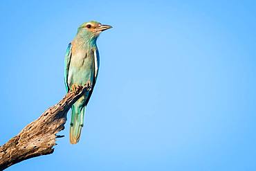 A European roller, Coracias garrulus, perches on a dead branch against blue sky background Looking out of frame, Londolozi Game Reserve, Kruger National Park, Sabi Sands, South Africa