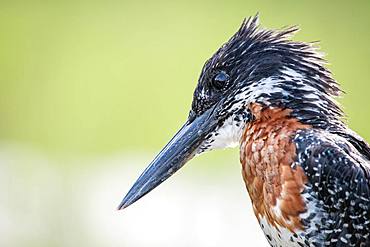 A giant kingfisher, Megaceryle maxima, side profile, light green background, Londolozi Game Reserve, Kruger National Park, Sabi Sands, South Africa