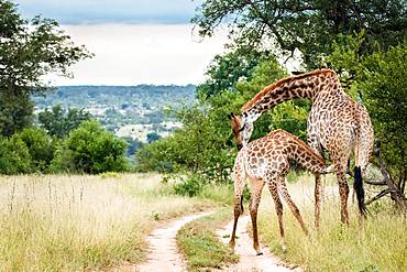 A mother southern African giraffe, Giraffa camelopardalis giraffa, nurses its calf, bending its neck as the calf suckles, Londolozi Game Reserve, Kruger National Park, Sabi Sands, South Africa