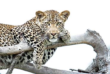 A leopard, Panthera pardus, lies on dead branches, paws draped over branches, direct gaze, white background, Londolozi Game Reserve, Kruger National Park, Sabi Sands, South Africa