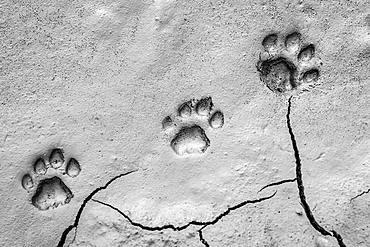 Three footprints of lion, Panthera leo, paw tracks in soft mud, Londolozi Game Reserve, Kruger National Park, Sabi Sands, South Africa