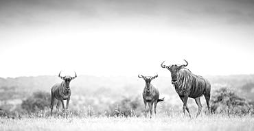 Three blue wildebeest, Connochaetes taurinus, stand in an open clearing, direct gaze, in black and white, Londolozi Game Reserve, Kruger National Park, Sabi Sands, South Africa