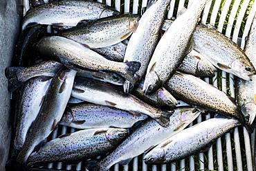 High angle close up of freshly caught trout at a Trout Farm