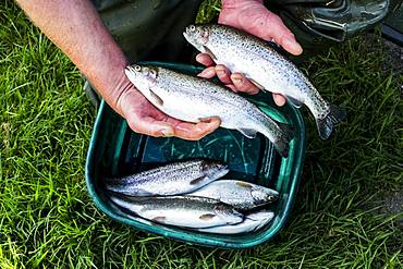 High angle close up of person holding freshly caught trout at a fish farm raising trout