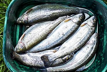 High angle close up of bucket with freshly caught trout at a Trout Farm