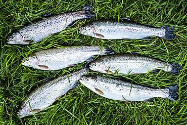 High angle close up of freshly caught trout lying in the grass at a Trout Farm