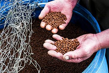 High angle close up of person holding heap of brown pellets, fish food at a fish farm raising trout