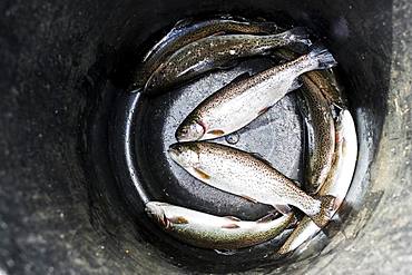 High angle close up of bucket with freshly caught trout at a Trout Farm