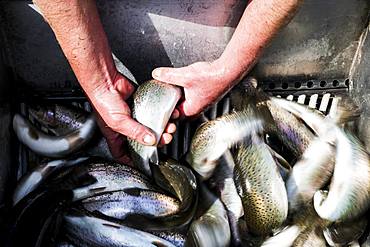 High angle close up of person holding freshly caught trout at a fish farm raising trout