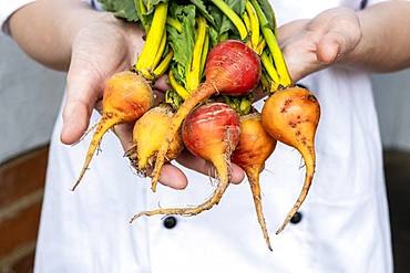 Close up of chef holding a bunch of colourful beets